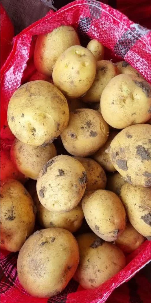 potato