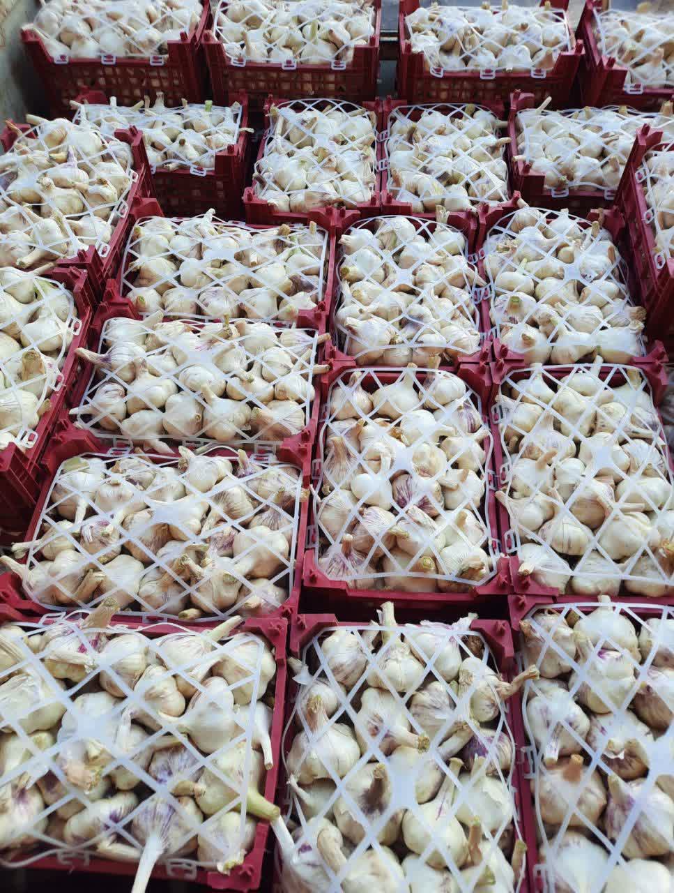  white Garlic 